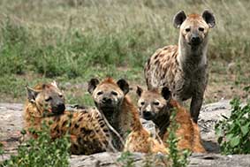 Hyena - Serengeti Wildlife Conservation Area, Safari, Tanzania, East Africa